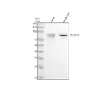 Anti-ARHGEF6 Antibody Picoband® Boster Bio