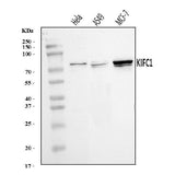 Anti-KIFC1 Antibody Picoband® Boster Bio