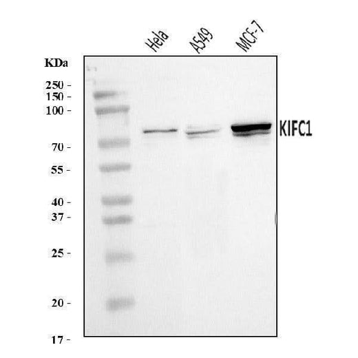 Anti-KIFC1 Antibody Picoband® Boster Bio