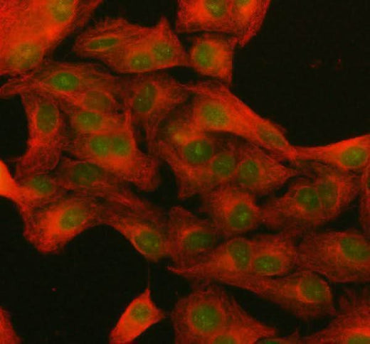Anti-NUP133 Antibody Picoband® Boster Bio