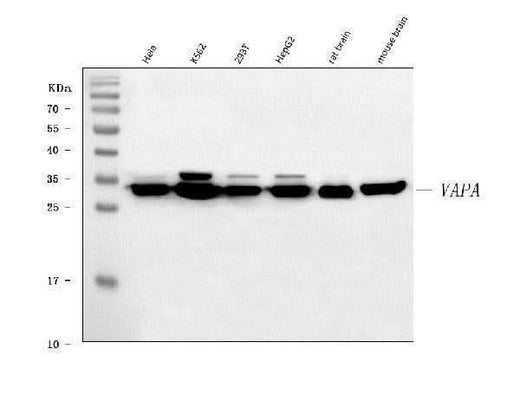 Anti-VAPA Antibody Picoband® Boster Bio