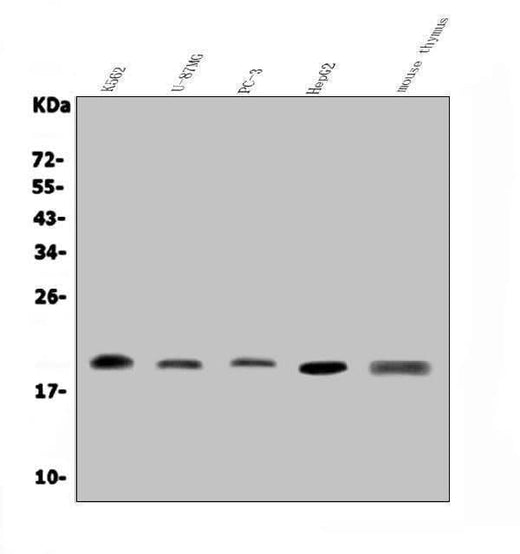 Anti-GRX2/GLRX2 Antibody Picoband® Boster Bio