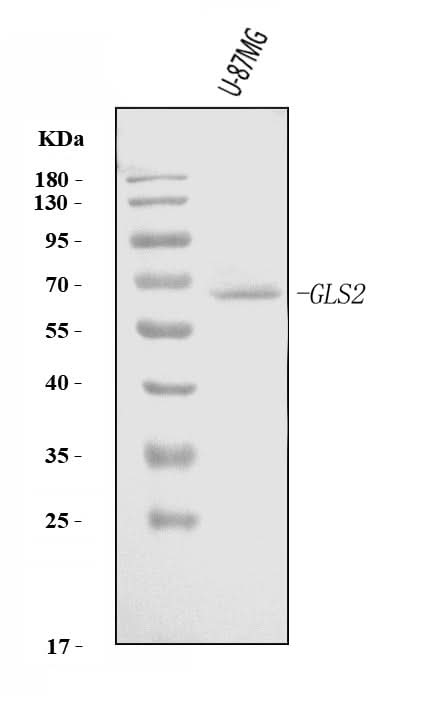 Anti-GLS2 Antibody Picoband® Boster Bio