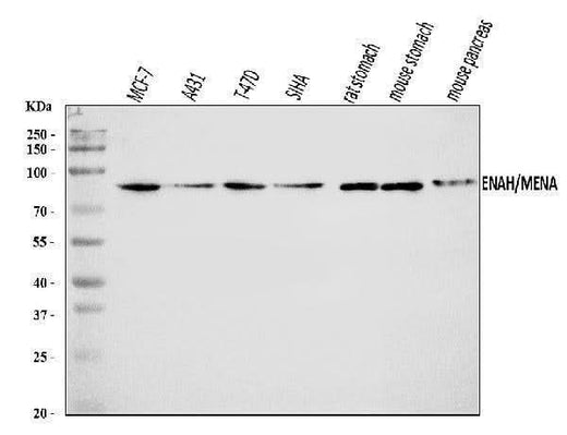 Anti-ENAH/MENA Antibody Picoband® Boster Bio