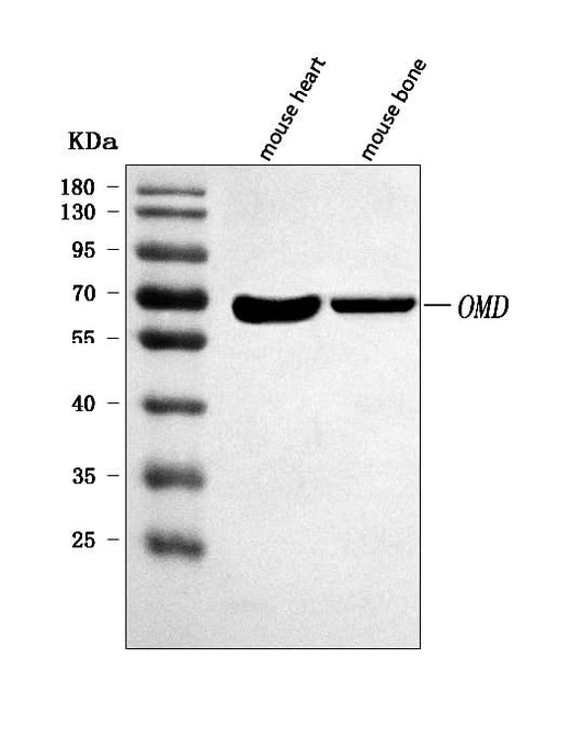 Anti-OMD Antibody Picoband® Boster Bio