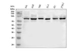 Anti-MARK3 Antibody Picoband® Boster Bio