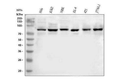Anti-MARK3 Antibody Picoband® Boster Bio