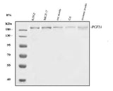 Anti-PCF11 Antibody Picoband® Boster Bio