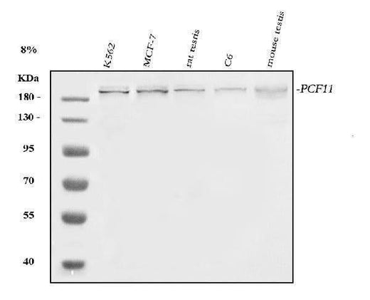 Anti-PCF11 Antibody Picoband® Boster Bio