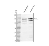 Anti-FMNL1 Antibody Picoband® Boster Bio