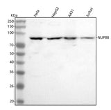 Anti-NUP88 Antibody Picoband® Boster Bio