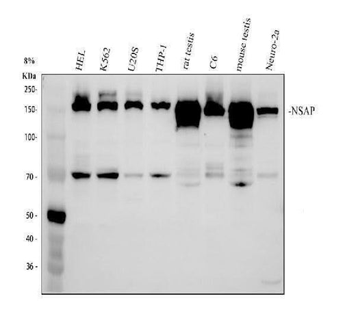 Anti-NASP antibody Picoband® Boster Bio