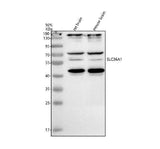 Anti-SLC36A1 Antibody Picoband® Boster Bio