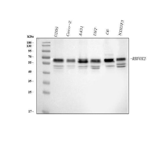 Anti-FOX2/RBM9/RBFOX2 Antibody Picoband® Boster Bio