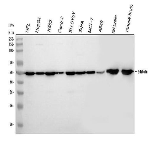 Anti-Tubulin beta Antibody Picoband® Boster Bio