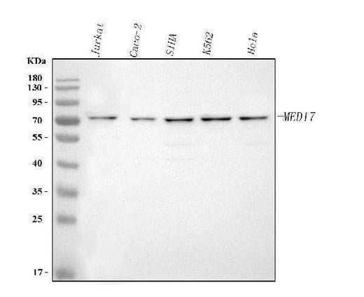 Anti-MED17 Antibody Picoband® Boster Bio