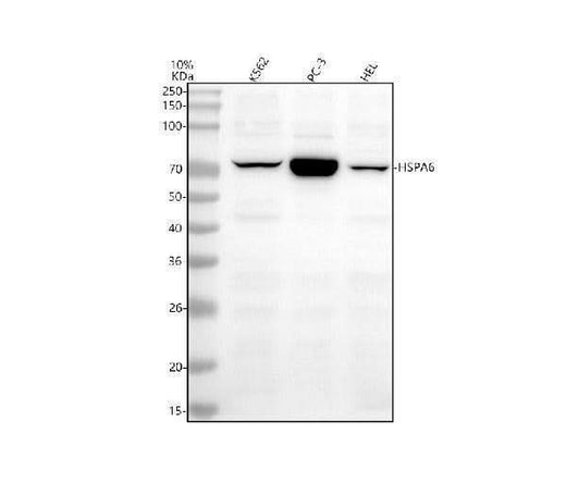 Anti-HSPA6 Antibody Picoband® Boster Bio