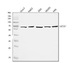 Anti-ATIC Antibody Picoband® Boster Bio