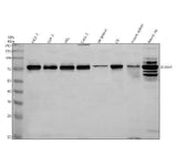 Anti-DDX41 Antibody Picoband® Boster Bio
