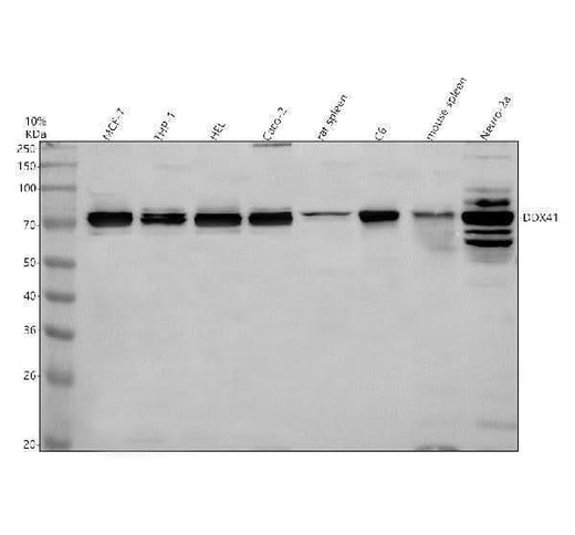 Anti-DDX41 Antibody Picoband® Boster Bio