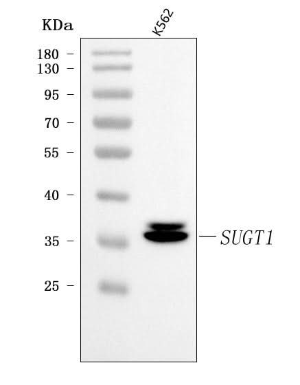 Anti-SUGT1 Antibody Picoband® Boster Bio