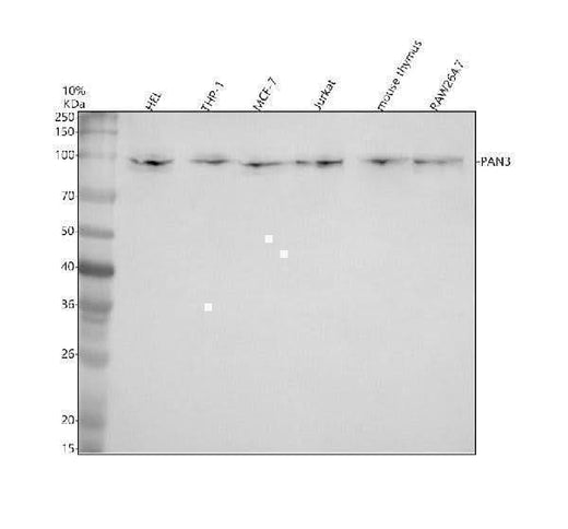 Anti-PAN3 Antibody Picoband® Boster Bio
