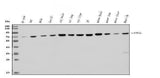 Anti-N WASP/WASL Antibody Picoband® Boster Bio