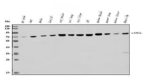 Anti-N WASP/WASL Antibody Picoband® Boster Bio