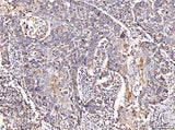 Anti-COX IV/COX4I1 Antibody Picoband® Boster Bio