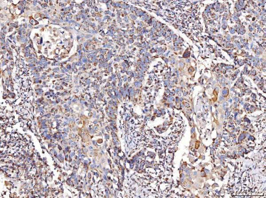Anti-COX IV/COX4I1 Antibody Picoband® Boster Bio