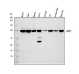 Anti-ARS2/SRRT Antibody Picoband® Boster Bio