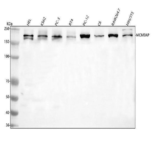 Anti-GANP/MCM3AP Antibody Picoband® Boster Bio