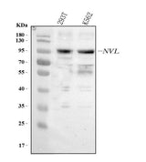 Anti-NVL Antibody Picoband® Boster Bio