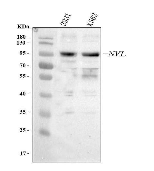 Anti-NVL Antibody Picoband® Boster Bio