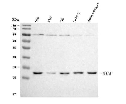 Anti-MTAP Antibody Picoband® Boster Bio