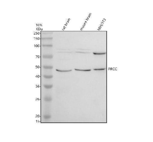 Anti-PRCC Antibody Picoband® Boster Bio