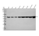 Anti-ING3 Antibody Picoband® Boster Bio