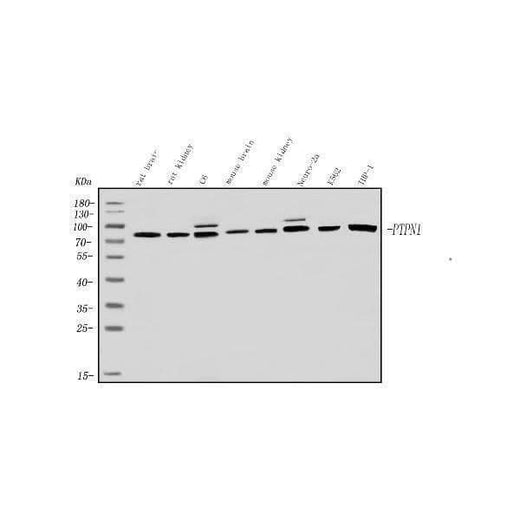 Anti-PNPT1 Antibody Picoband® Boster Bio