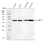 Anti-KMO Antibody Picoband® Boster Bio