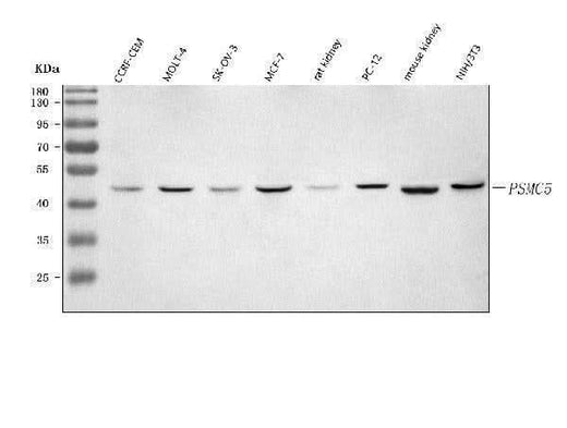 Anti-PSMC5 Antibody Picoband® Boster Bio