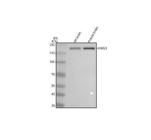 Anti-RIM1/RIMS1 Antibody Picoband® Boster Bio
