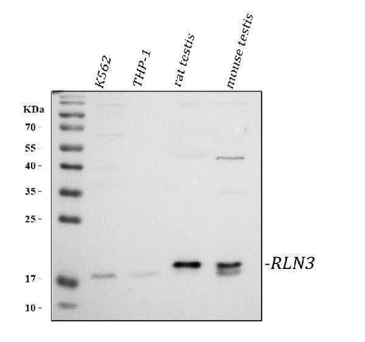 Anti-RLN3 Antibody Picoband® Boster Bio