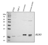 Anti-RLN3 Antibody Picoband® Boster Bio