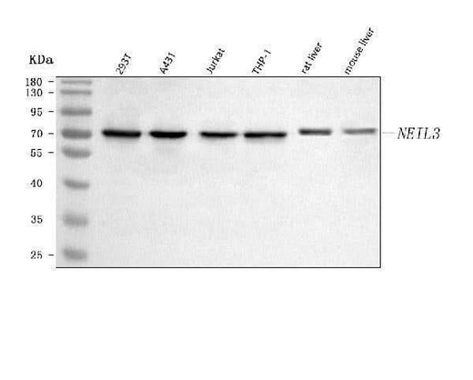 Anti-NEIL3 Antibody Picoband® Boster Bio