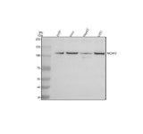 Anti-NCAPG Antibody Picoband® Boster Bio
