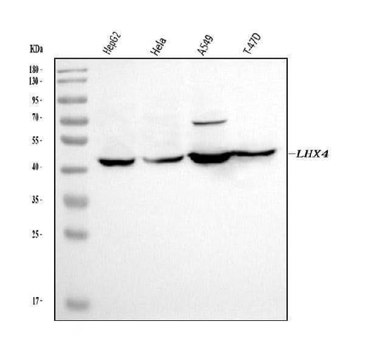 Anti-LHX4 Antibody Picoband® Boster Bio