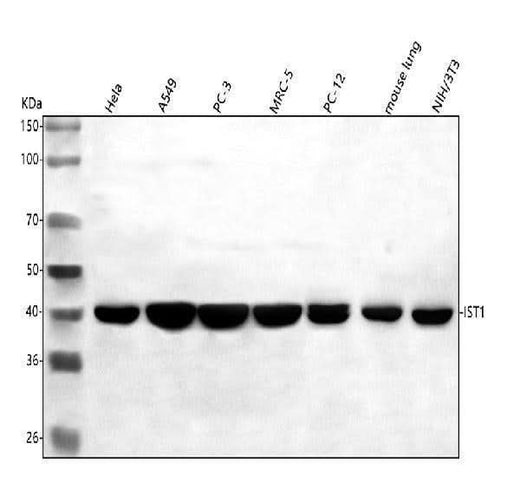 Anti-hIST1/IST1 Antibody Picoband® Boster Bio