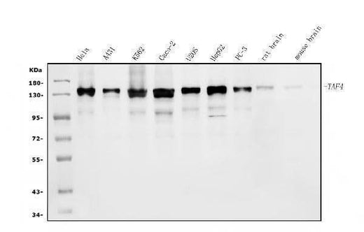 Anti-TAF4 Antibody Picoband® Boster Bio