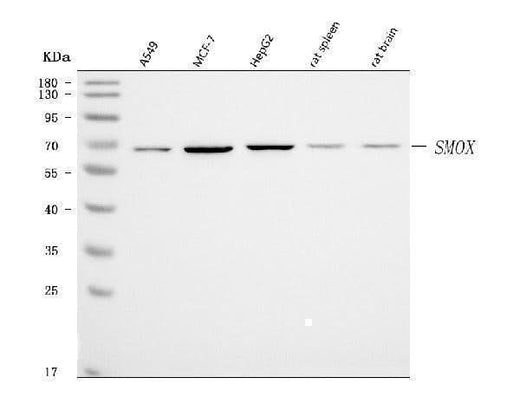 Anti-SMOX Antibody Picoband® Boster Bio