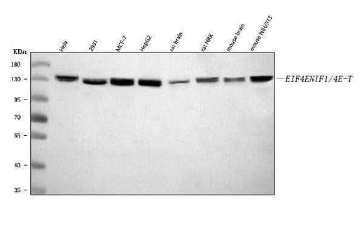 Anti-EIF4ENIF1 Antibody Picoband® Boster Bio